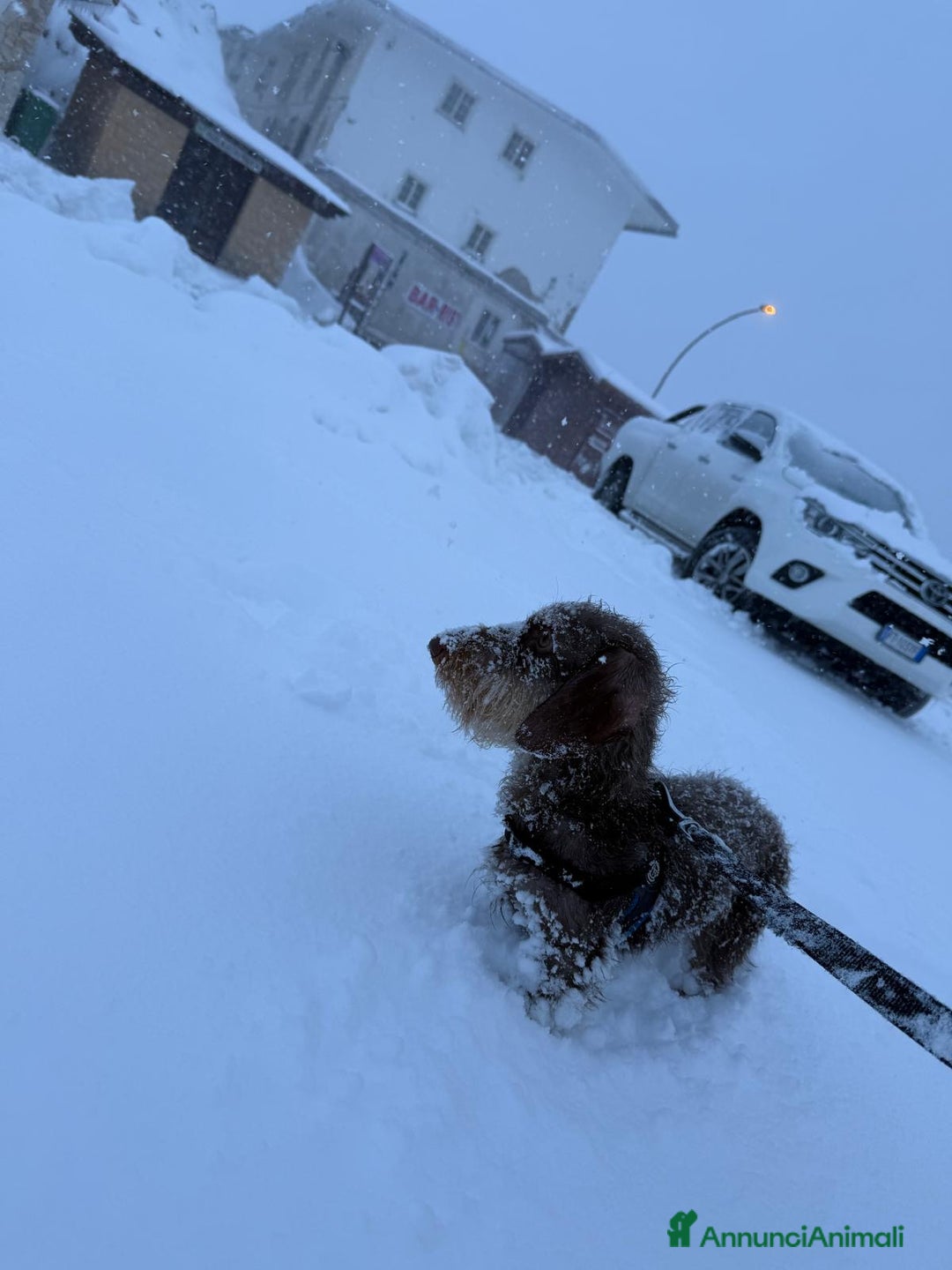 Bassotto cani per accoppiamento: Accoppiata bassotto a pelo duro  - Annuncio 4