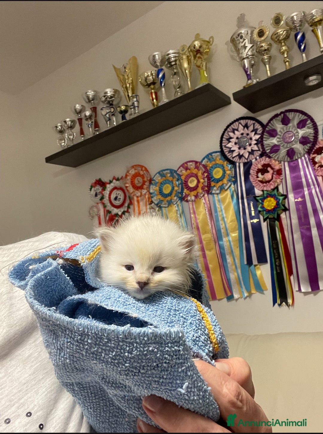 Ragdoll gatti in vendita: Cucciolata blu mitted/tabby - Annuncio 6