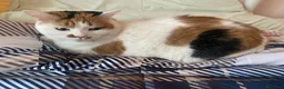 Europeo gatti in regalo: Gattina dolcissima cerca famiglia  a Provincia di Varese - Annuncio 1