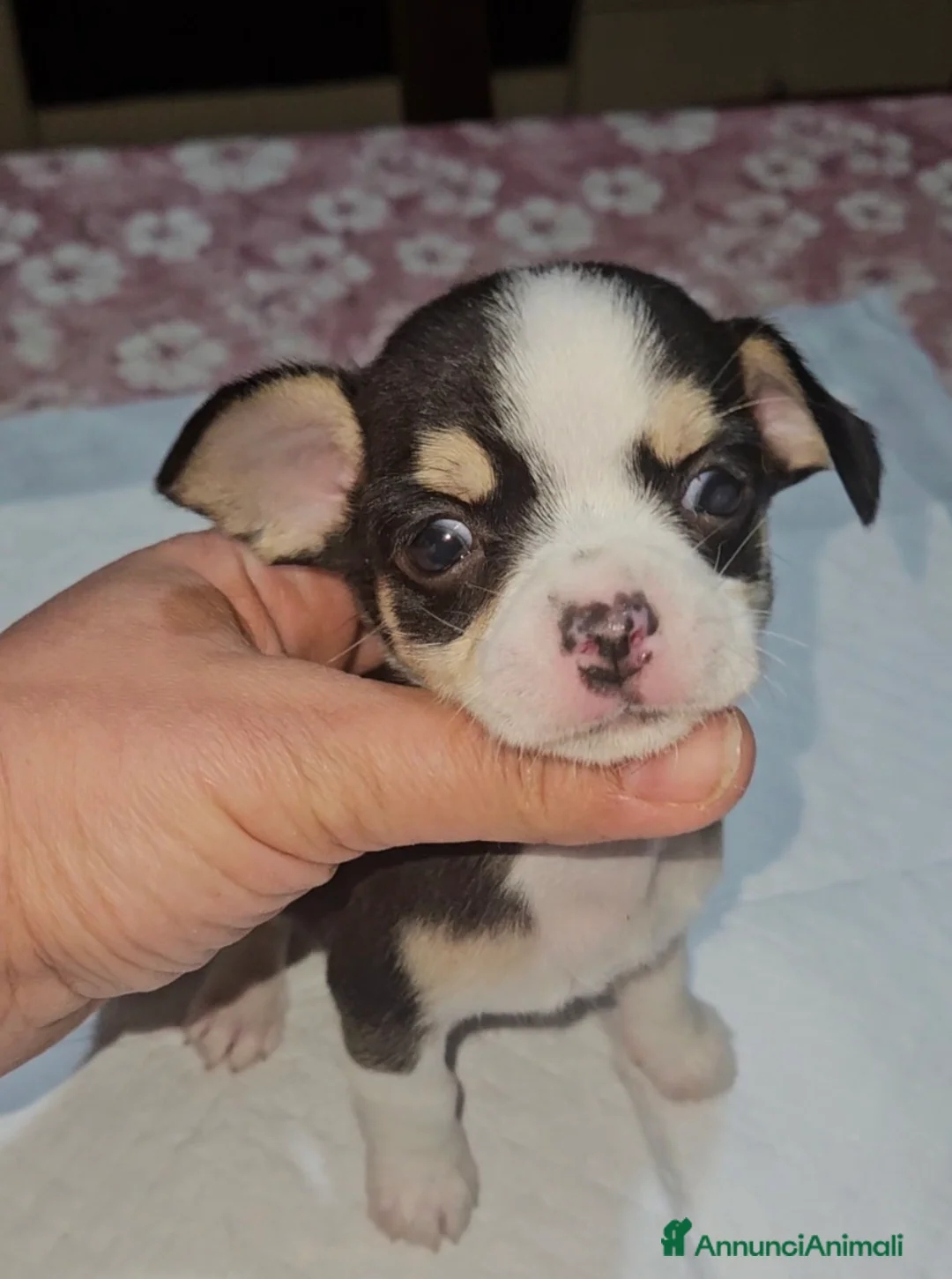 Chihuahua cani in vendita: Chihuahua mini toy - Annuncio 1