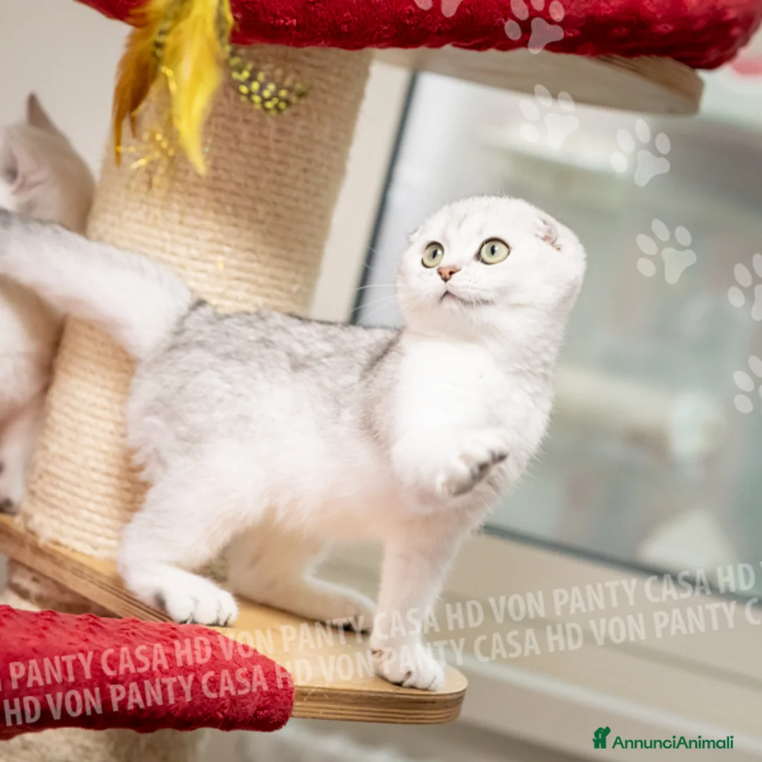 Scottish gatti in vendita: Cucciole Scottish Fold - Annuncio 2