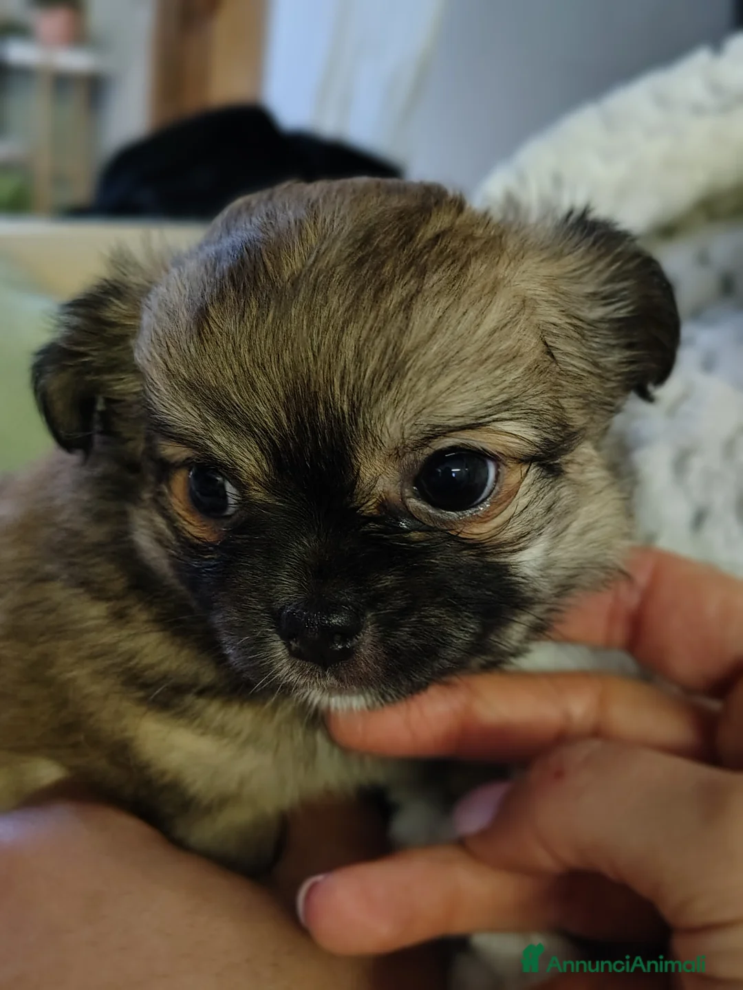 Chihuahua cani in vendita: Cucciola di Chihuahua a pelo lungo  - Annuncio 2