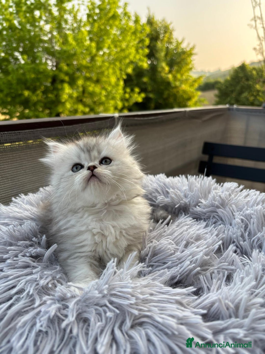 Persiano gatti in vendita: Gattini persiani Chinchilla e Himalayani  a Provincia di Ravenna - Immagine 23