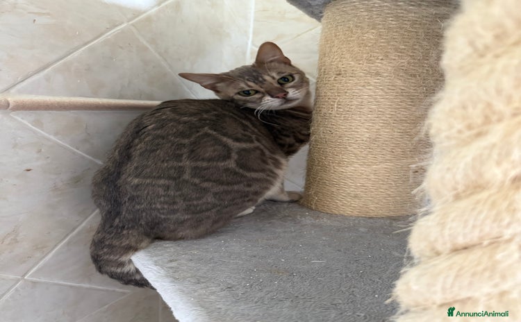 Bengala gatti a Rome - Annuncio 1
