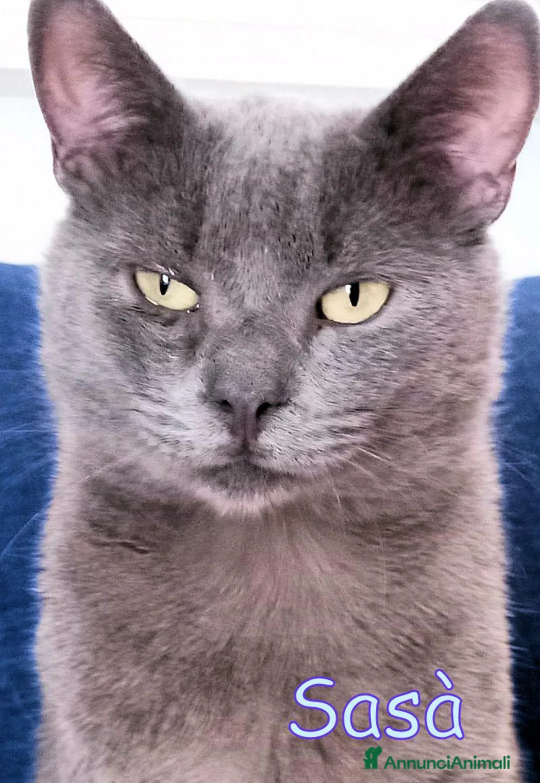 Certosino gatti in regalo: SASA’ DOLCISSIMO GATTINO SIMILCERTOSINO a Città metropolitana di Milano - Annuncio 2