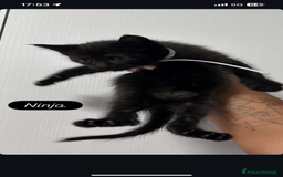 Maine Coon gatti in vendita: Cuccioli misti Maine coon  - Immagine 4