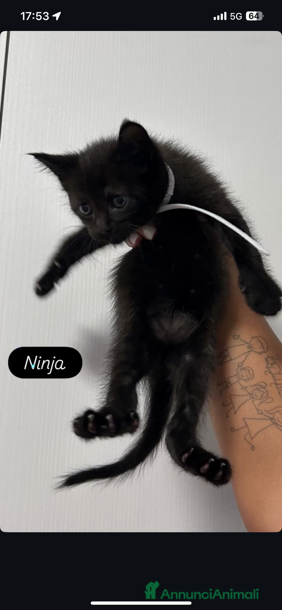 Maine Coon gatti in vendita: Cuccioli misti Maine coon  - Immagine 4