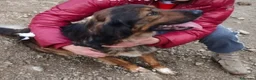 Meticcio cani in regalo: Aron 2anni(la mamma èSetter)in canile da sempreSUD - Annuncio 3