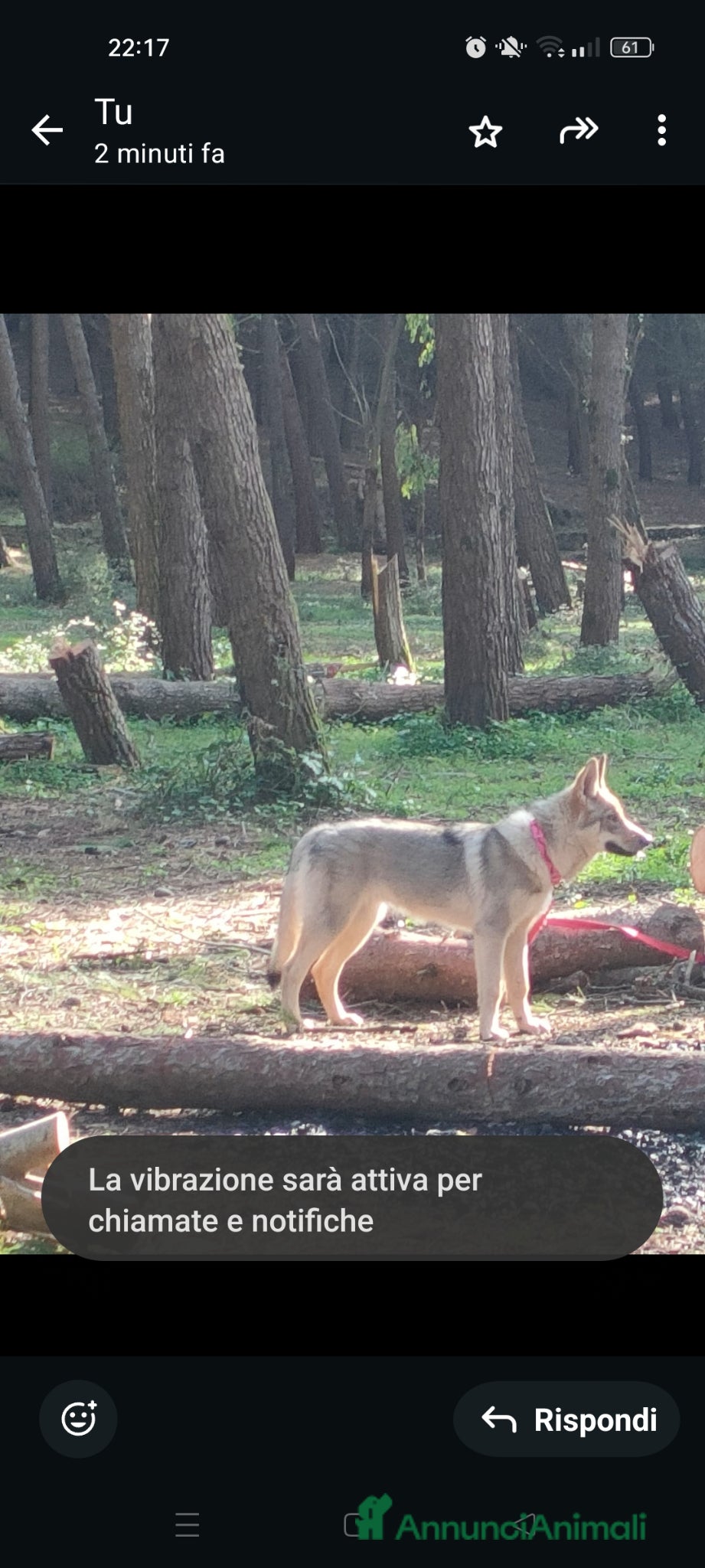 Lupo Cecoslovacco cani Cuccioli lupo cecoslovacco  - Annuncio 1