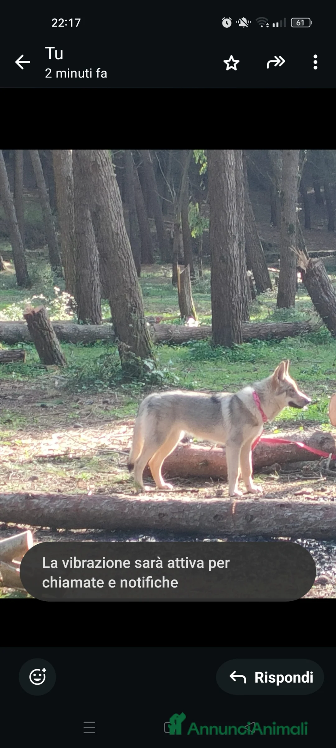 Lupo Cecoslovacco cani in vendita: Cuccioli lupo cecoslovacco  - Annuncio 1