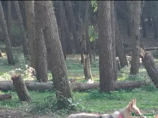 Lupo Cecoslovacco cani Cuccioli lupo cecoslovacco - Annuncio 1