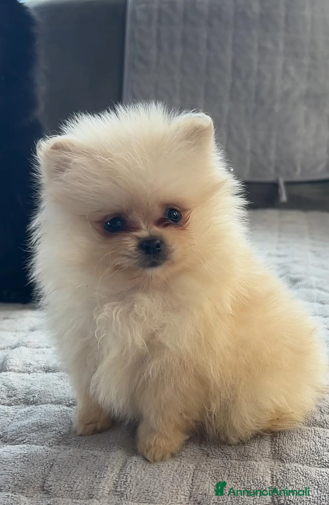 Spitz cani in vendita: Spitz Pomerania  - Annuncio 1