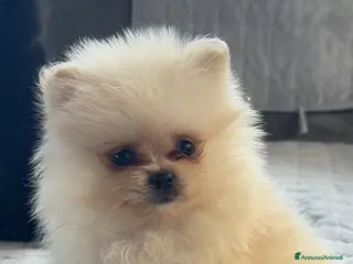 Spitz cani Spitz Pomerania - Annuncio 5