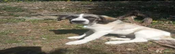 Meticcio cani in regalo: Aslan - Annuncio 4