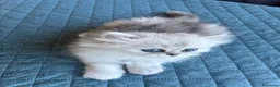 Persiano gatti in vendita: Gattini persiani chinchilla maschi  - Annuncio 12