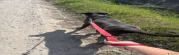 Meticcio cani in regalo: Billa - Annuncio 3