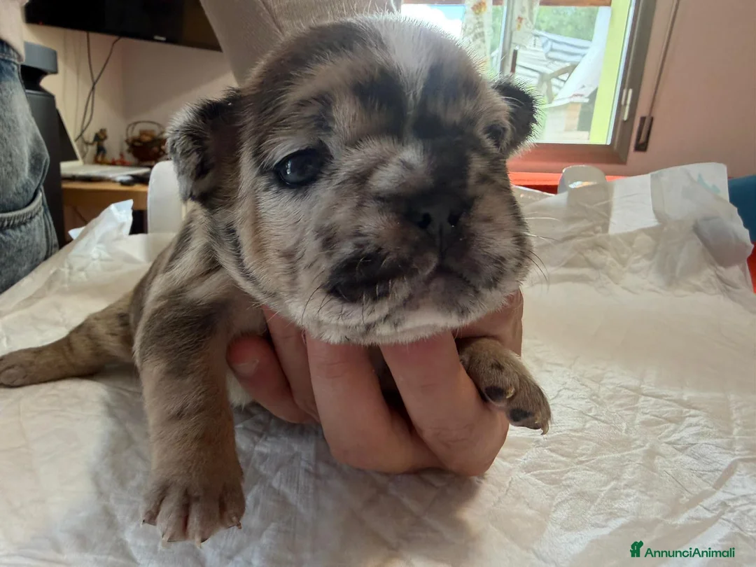 Bulldog Francese cani in vendita: bulldog francese  - Annuncio 2