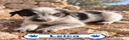 Meticcio cani in regalo: 🐾❤️ QUATTRO PICCOLE MERAVIGLIE CERCANO CASA ❤️🐾 - Annuncio 3