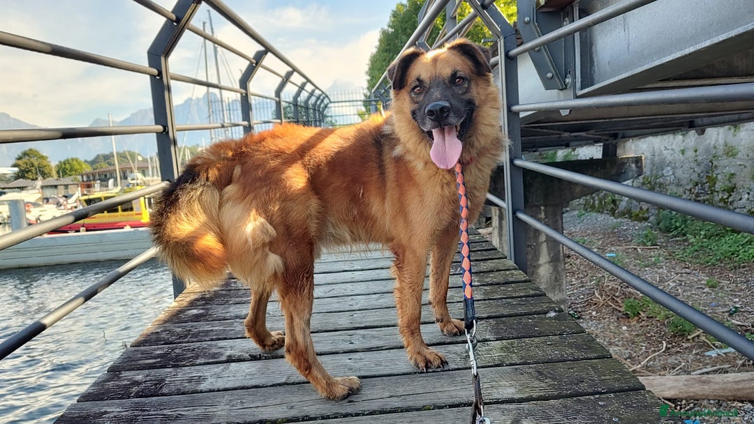 Meticcio cani in regalo: Axel cerca una famiglia  - Annuncio 7