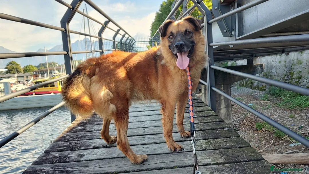 Meticcio cani in regalo: Axel cerca una famiglia  - Annuncio 7