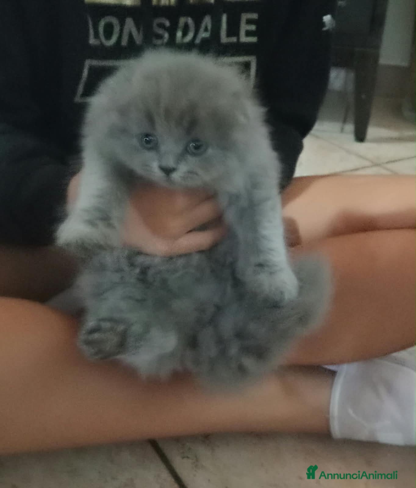 Scottish gatti gattini scottish - Annuncio 16