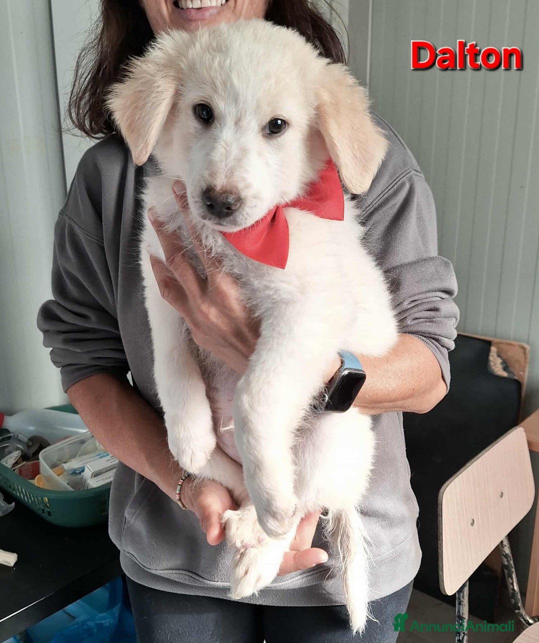 Altre razze cani in regalo: Dalton ed Erik in adozione - Annuncio 4