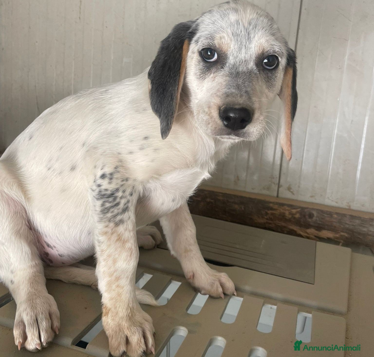 Meticcio cani LA TENERA SIRYA - Annuncio 7
