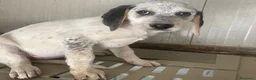 Meticcio cani in regalo: LA TENERA SIRYA - Annuncio 1