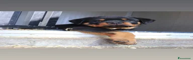 Rottweiler Cucciolo 6