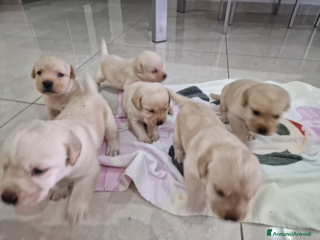 Labrador cani in vendita: Cuccioli di Labrador  - Annuncio 3