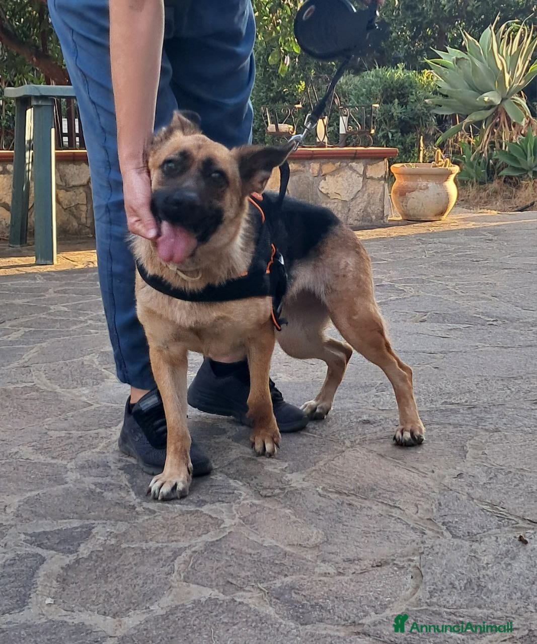 Pinscher Tedesco cani Pastore Tedesco scartata xchè CIECA E SORDA!SICILI a Città metropolitana di Milano - Annuncio 1