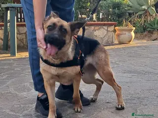 Pinscher Tedesco cani Pastore Tedesco scartata xchè CIECA E SORDA!SICILI a Città metropolitana di Milano - Annuncio 1
