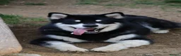 Alaskan Malamute cani per accoppiamento: Alaskan malamute a Provincia di Livorno - Annuncio 25