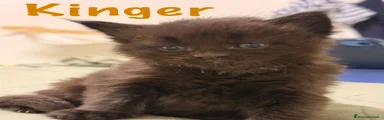 Maine Coon 3