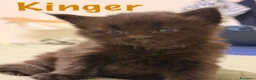 Maine Coon gatti in vendita: Cuccioli di Maine Coon disponibili - Annuncio 4