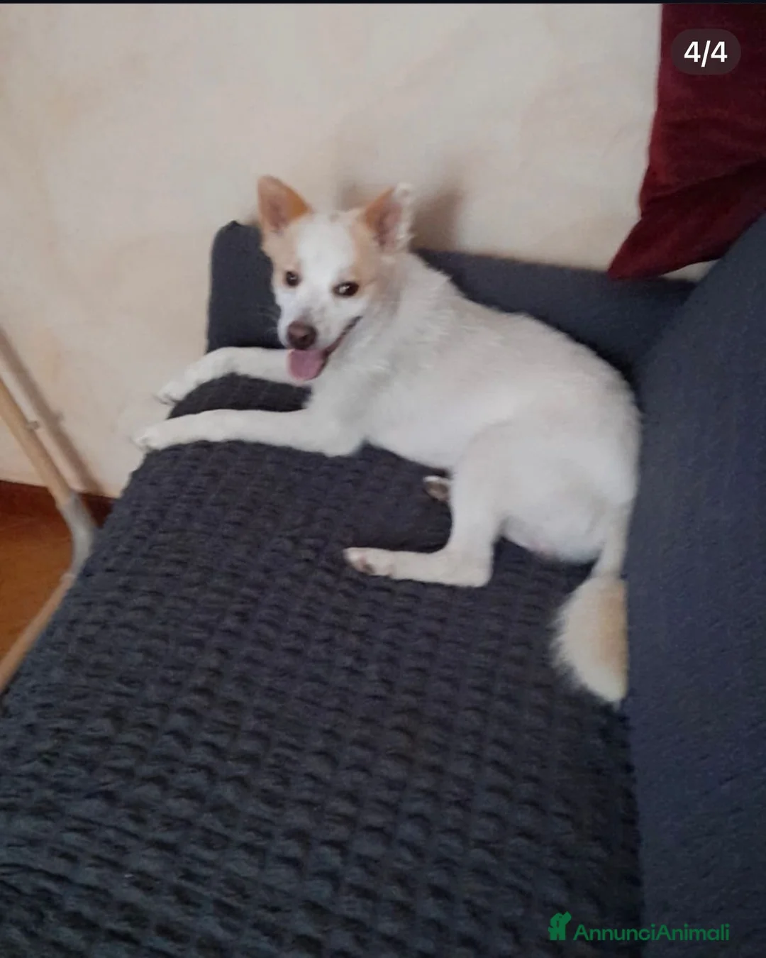 Volpino Italiano cani in regalo: Alvin dolcissimo volpino che ama i mici - Annuncio 4