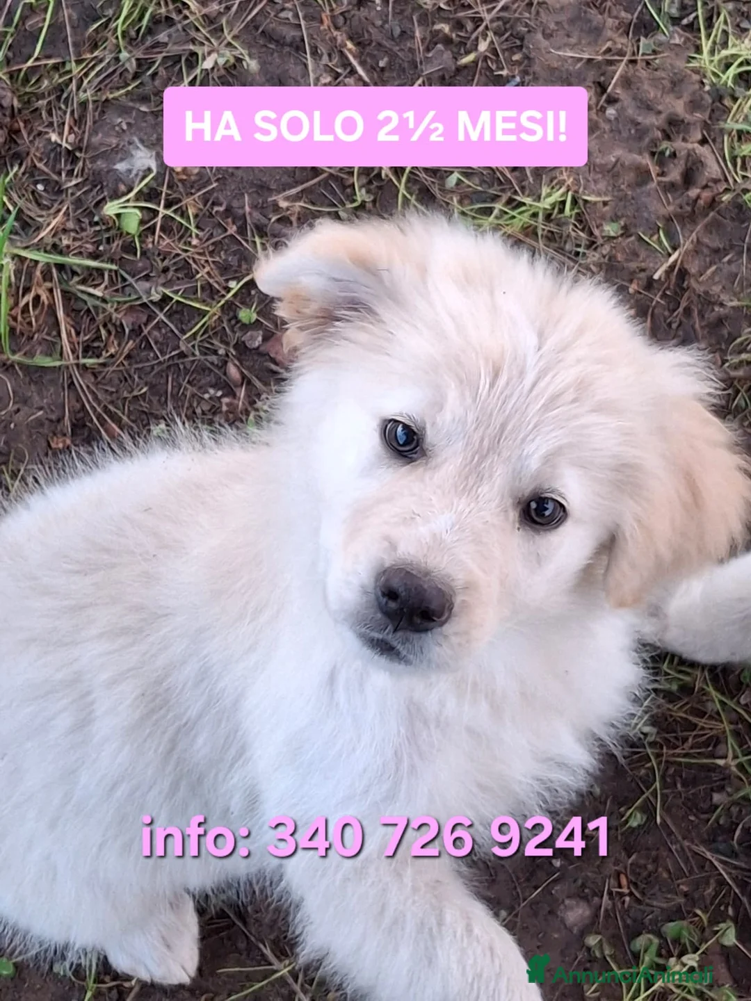 Meticcio cani in regalo: AURA 🩷-cucciola mix pastore, chiami per lei? 🙏🏻 - Annuncio 1