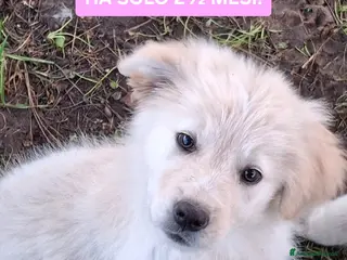 Meticcio cani AURA 🩷-cucciola mix pastore, chiami per lei? 🙏🏻 - Annuncio 2