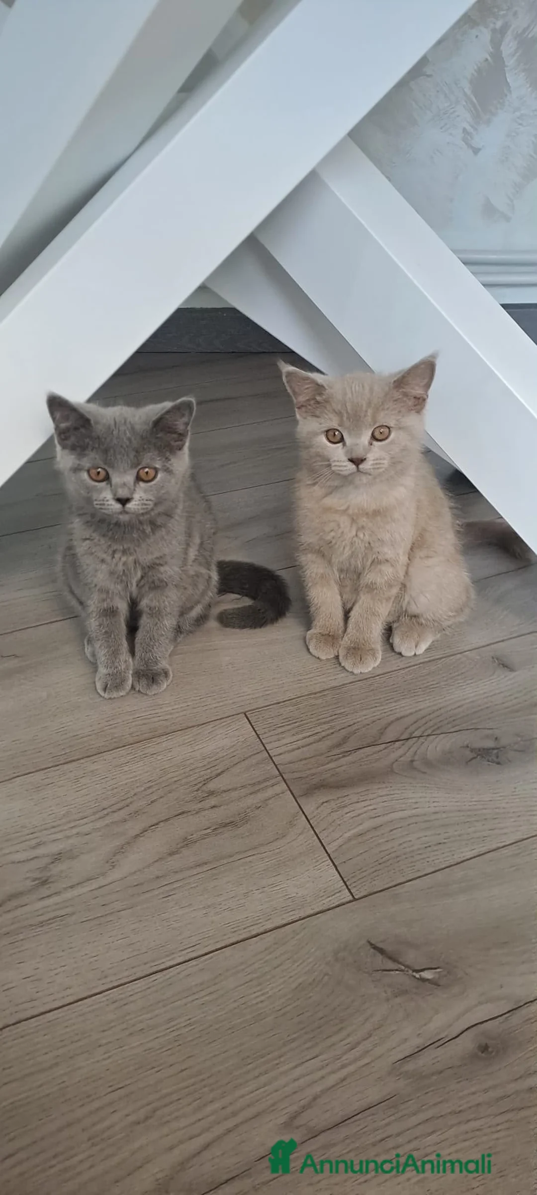 Scottish gatti in vendita:  Gattini Scottish - Annuncio 2