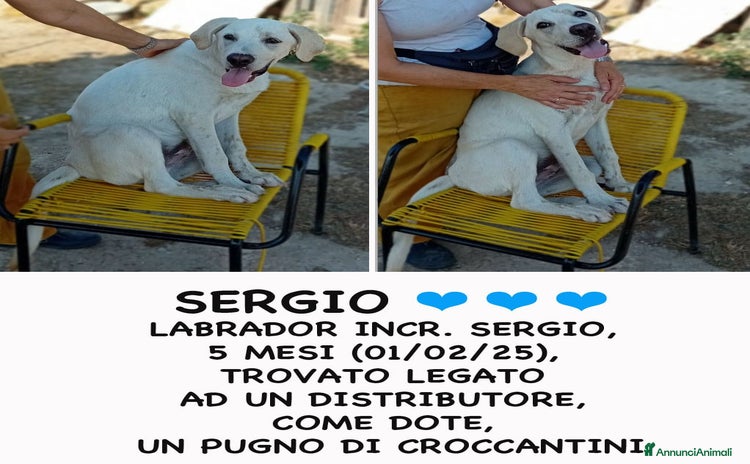 Meticcio cani a Provincia di Bergamo - Annuncio 16