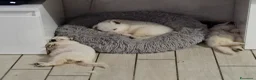 Pastore Svizzero cani in vendita: Cuccioli pastore svizzero bianco - Annuncio 4