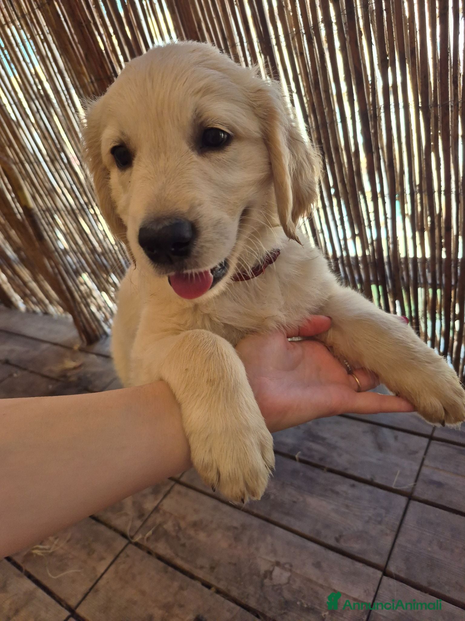 Golden Retriever cani Cucciolo golden retriever con pedigree  - Annuncio 7