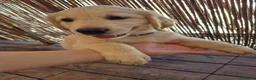 Golden Retriever cani in vendita: Cucciolo golden retriever con pedigree  - Annuncio 1