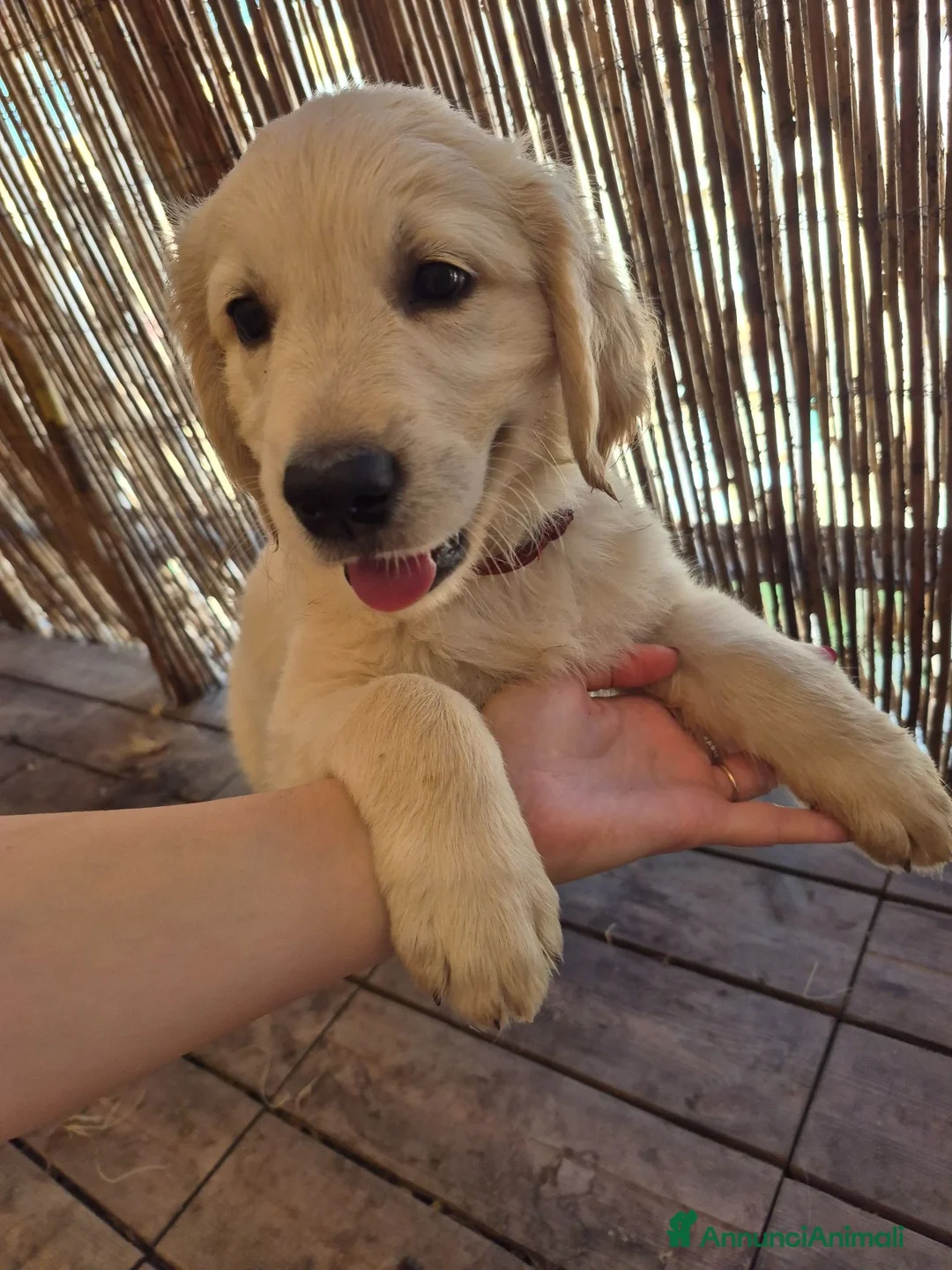 Golden Retriever cani in vendita: Cucciolo golden retriever con pedigree  - Annuncio 1