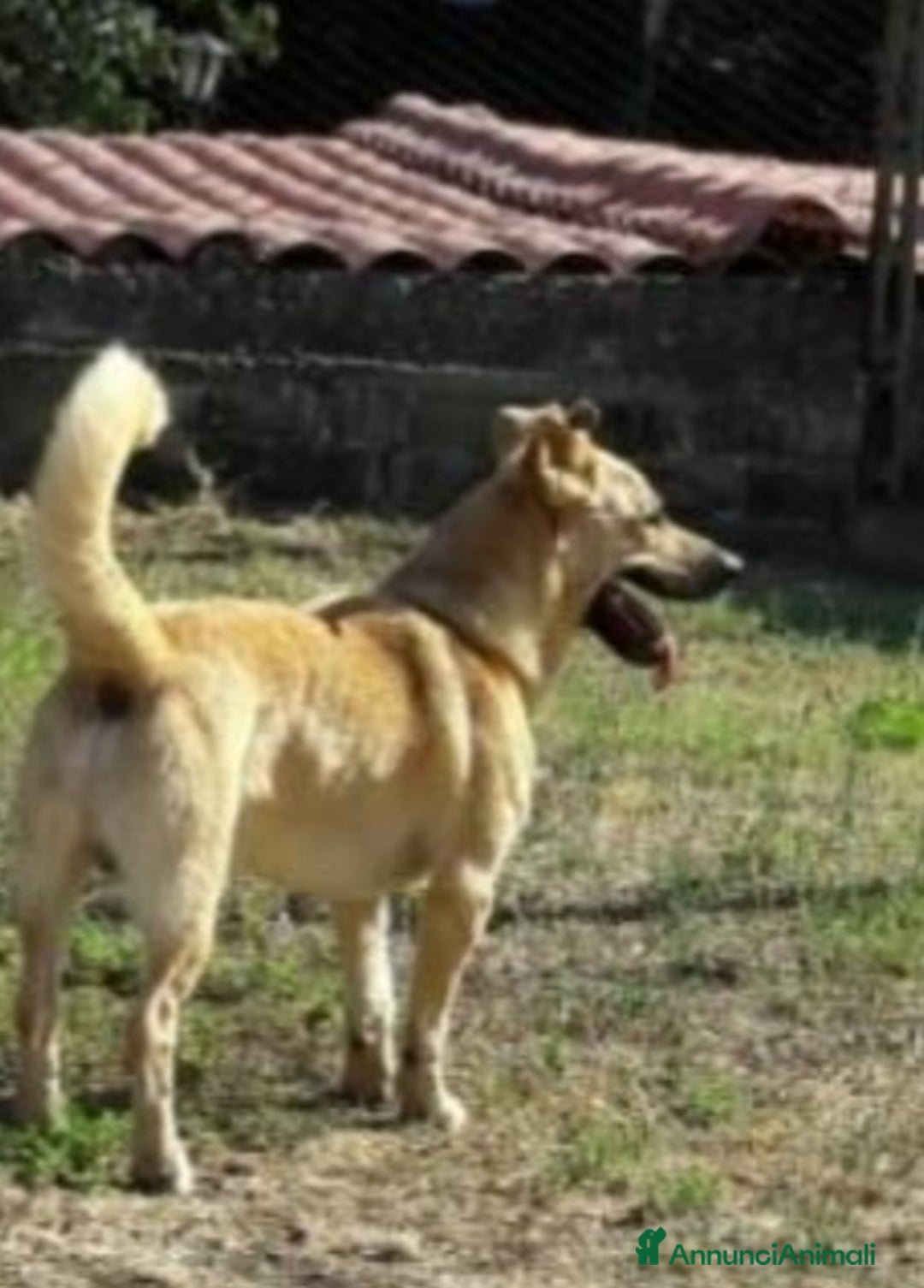 Meticcio cani in regalo: Red 4anni zampette corte in canile ROMA a Città metropolitana di Milano - Annuncio 5