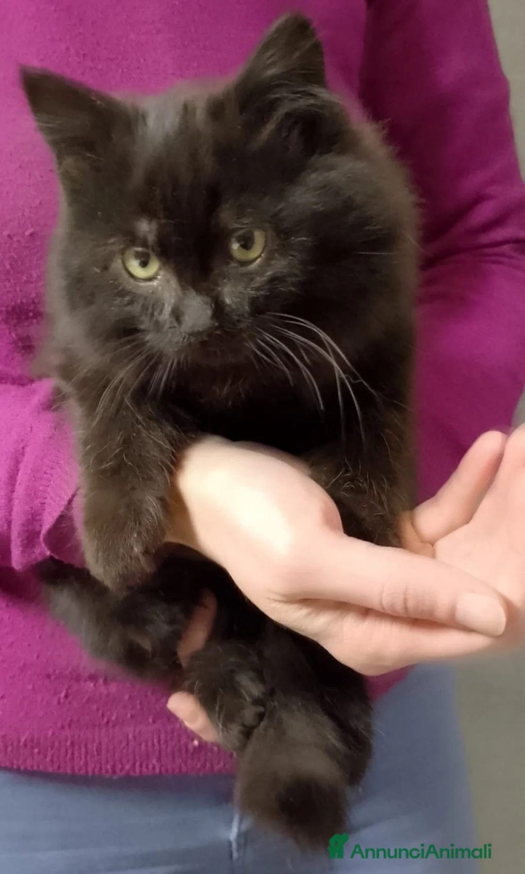 Europeo gatti in regalo: Maschietto e femminuccia di due mesi - Annuncio 3