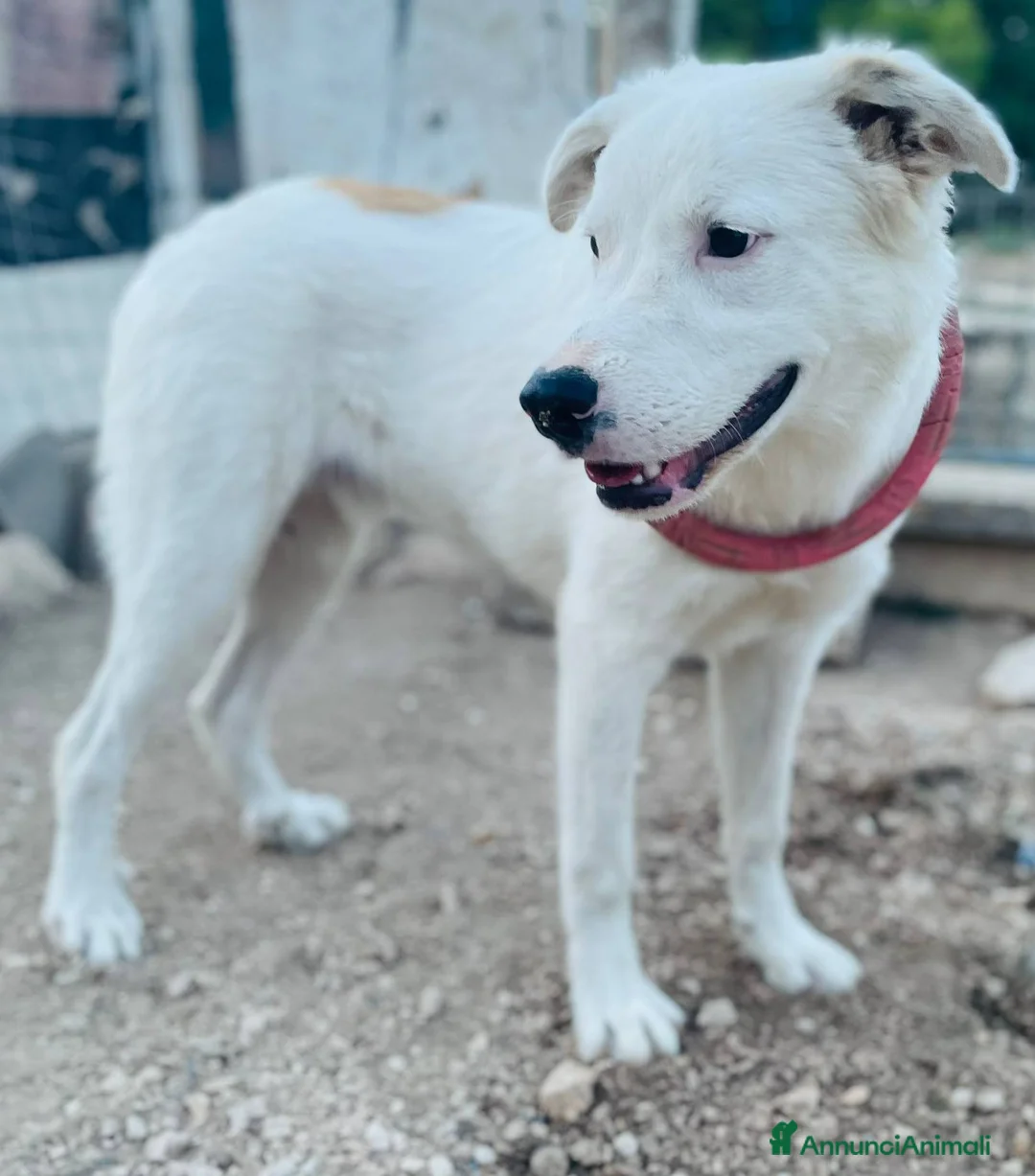 Meticcio cani in regalo: SIMPATICI E TENERI FRATELLINI - Annuncio 8