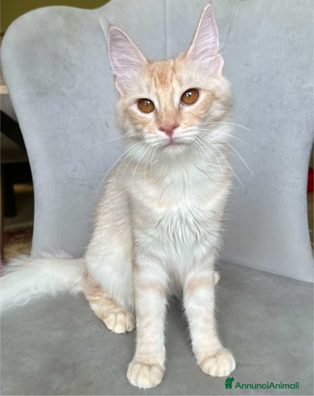 Angora turco gatti in vendita: Angora Turco, Gatto di razza  - Annuncio 4