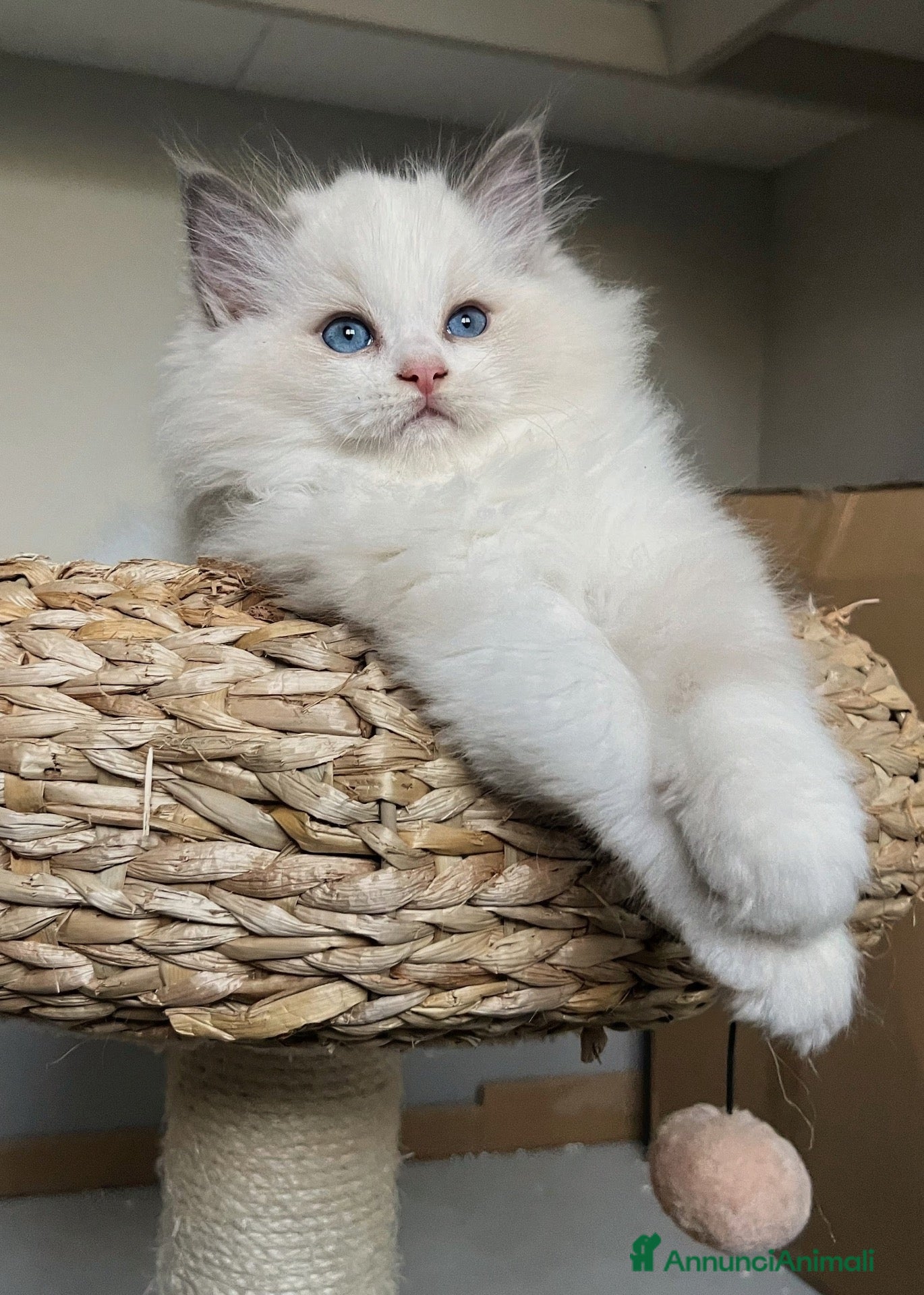 Ragdoll gatti in vendita: Straordinario cucciolo ragdoll - Annuncio 2
