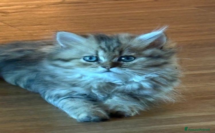Persiano gatti a Provincia di Novara - Annuncio 11